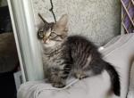 Billy - Domestic Kitten For Sale - 
