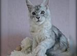 Flint Polydactyl - Maine Coon Kitten For Sale - Miami, FL, US