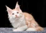 Warna - Maine Coon Kitten For Sale - Miami, FL, US