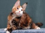 Mirell - Maine Coon Kitten For Sale - Miami, FL, US