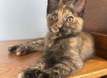 Trixie - Maine Coon Kitten For Sale - Waterford, ME, US
