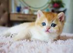 Simba - British Shorthair Kitten For Sale - Pembroke Pines, FL, US