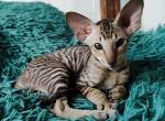 Oliver - Peterbald Kitten For Sale - Pembroke Pines, FL, US