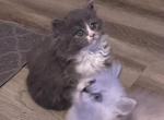 Dahlia and Gucci - Ragamuffin Kitten For Sale - 