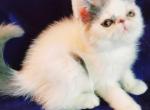 CFA registered Exotic short hair kittens - Exotic Kitten For Sale - Cleveland, TX, US