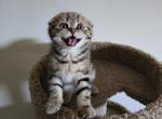 Sophia - Scottish Fold Kitten For Sale - Philadelphia, PA, US