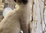 Bonya - Siamese Kitten For Sale - New York, NY, US