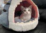 Vega - Scottish Straight Kitten For Sale - Angier, NC, US