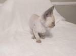 Sara Jane - Devon Rex Kitten For Sale - 