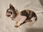 Callie - Devon Rex Kitten For Sale - Lynchburg, VA, US