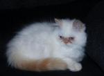Flame Point Male Persian Himalayan Kitten - Persian Kitten For Sale - Stanton, MO, US