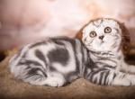 Eric - Scottish Fold Kitten For Sale - Brooklyn, NY, US