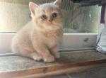 Blue Eyed Mowgli - British Shorthair Kitten For Sale - Hershey, PA, US