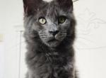 Blue dream - Maine Coon Kitten For Sale - Brooklyn, NY, US