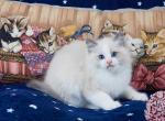 Gillian - Ragdoll Kitten For Sale - Kansas City, MO, US