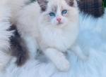 Solomeya - Ragdoll Kitten For Sale - Kansas City, MO, US