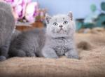 Flower - British Shorthair Kitten For Sale - Brooklyn, NY, US