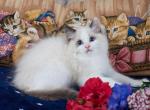 Gabriella - Ragdoll Kitten For Sale - Kansas City, MO, US