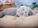 Flipper - British Shorthair Kitten For Sale - Brooklyn, NY, US