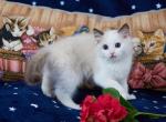 Gracia - Ragdoll Kitten For Sale - Kansas City, MO, US