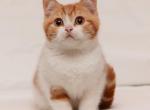 Amber - British Shorthair Kitten For Sale - Brooklyn, NY, US