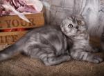 Eva - Scottish Fold Kitten For Sale - Brooklyn, NY, US