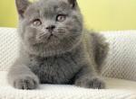 Zefir - Scottish Straight Kitten For Sale - Brooklyn, NY, US