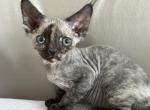 Ella - Devon Rex Kitten For Sale - 