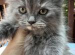 Doll face Persians - Persian Kitten For Sale - 