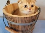 Cameron - Scottish Fold Kitten For Sale - FL, US