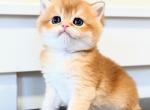 British black golden chinchilla boy - British Shorthair Kitten For Sale - Federal Way, WA, US