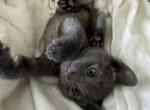 Luna - Russian Blue Kitten For Sale - NV, US