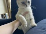 Ria - British Shorthair Kitten For Sale - Jacksonville, FL, US