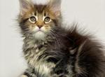 Emilia Maine Coon polydactyl female black tabby - Maine Coon Kitten For Sale - Miami, FL, US