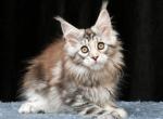 Olimpia Maine Coon female black tortie silver tab - Maine Coon Kitten For Sale - Miami, FL, US