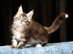 Vlad Maine Coon male black silver tabby with whit - Maine Coon Kitten For Sale - Miami, FL, US
