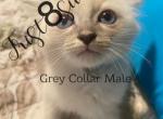 Summer Siamese Lynx Litter - Siamese Kitten For Sale - Bridgeport, CT, US
