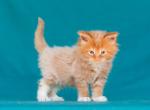 Eustace Maine Coon male red tabby bicolour - Maine Coon Kitten For Sale - Miami, FL, US