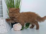 Nikoletta Scottish Straight female cinnamon - Scottish Straight Kitten For Sale - Miami, FL, US
