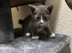 Smoo - Russian Blue Cat For Sale - Fort Myers, FL, US