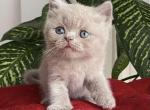 Willy Scottish Straight male lilac - Scottish Straight Kitten For Sale - Miami, FL, US