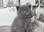 Mila Scottish Straight female blue - Scottish Straight Kitten For Sale - Miami, FL, US