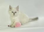 Iva Siberian female blue tabby pointed - Siberian Kitten For Sale - Miami, FL, US