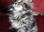 Basswood - Maine Coon Kitten For Sale - Susanville, CA, US