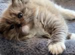 Sepia  seal point mitted - Ragdoll Kitten For Sale - San Diego, CA, US