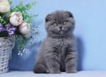 Milan Scottish Fold male blue - Scottish Fold Kitten For Sale - Miami, FL, US