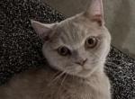Captain Sushi and Edgar Allan Paw - British Shorthair Kitten For Sale - 