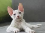 Vitus Donskoy Sphynx male white - Sphynx Kitten For Sale - Miami, FL, US