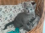 Vini Russian Blue male blue - Russian Blue Kitten For Sale - Miami, FL, US