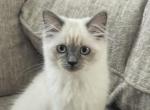Baby girl - Ragdoll Kitten For Sale - Jacksonville, FL, US